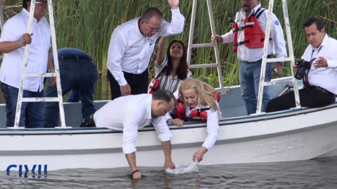 Liberan 50 mil crías de tilapia en sistema lagunario Champayán.