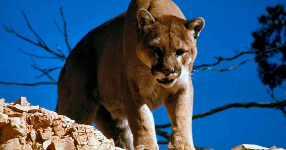 ¡Oficial! Se extingue el puma del oriente de EU