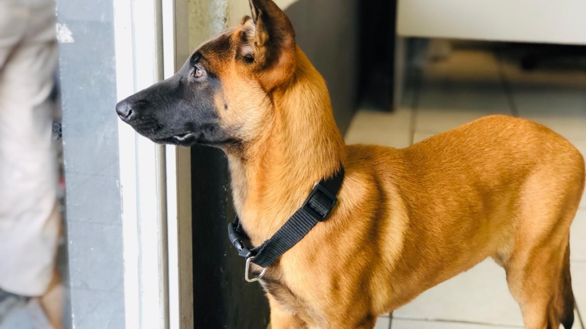 Se integran dos binomios caninos al cuerpo de bomberos 