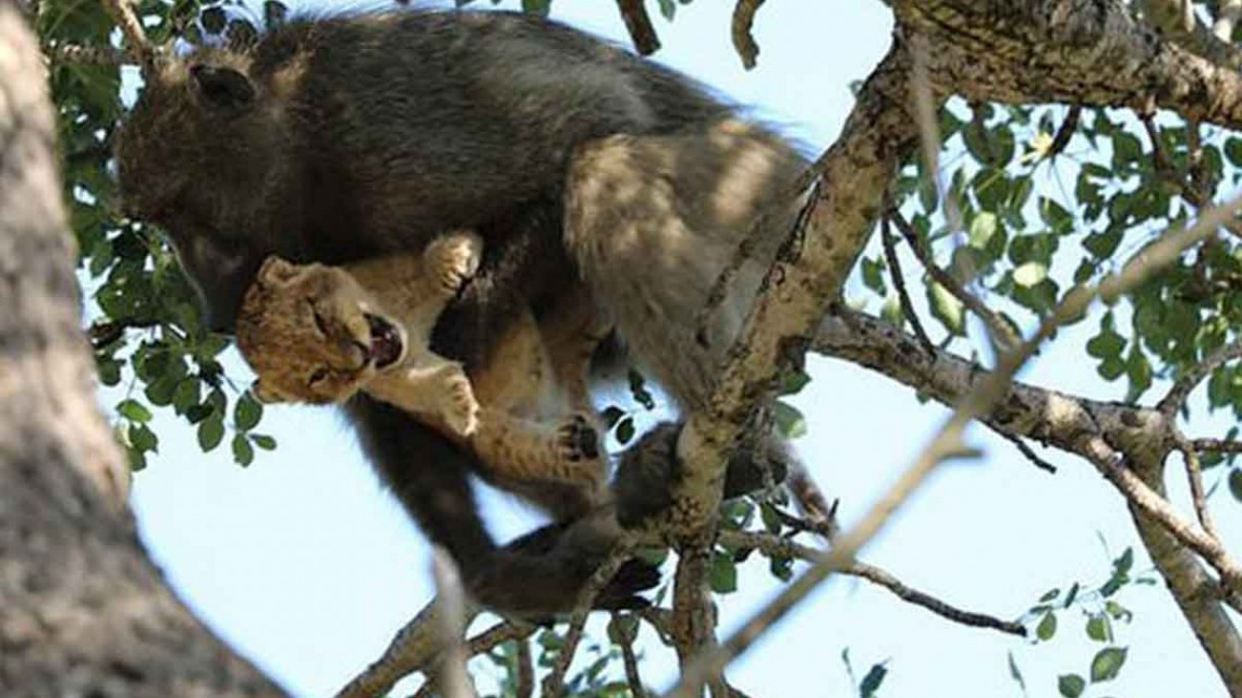 Babuino y cachorro de león son fotografiados en el Parque Nacional Kruger