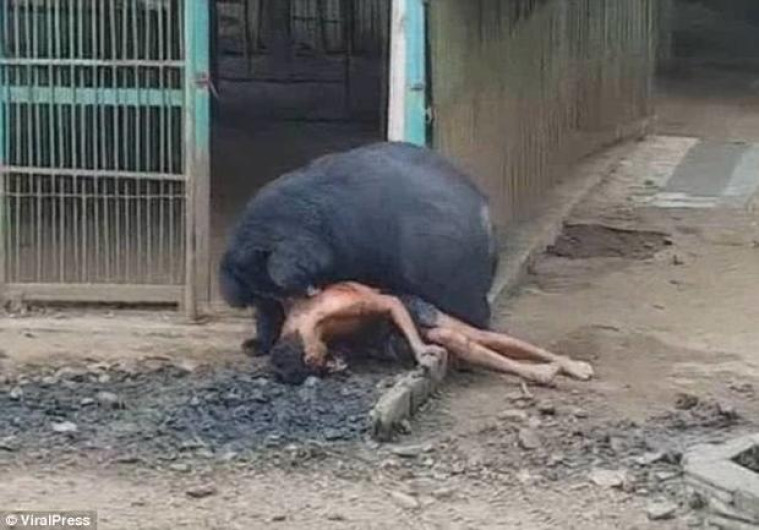 Sujeto bromea con darle y quitarle comida a osos y este lo ataca 