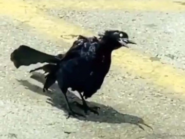 Captan supuesto "pájaro zombie"
