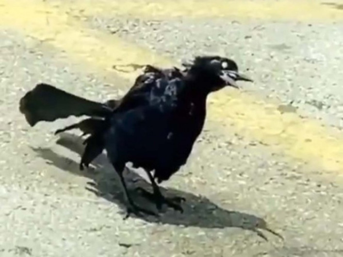 Captan supuesto "pájaro zombie"
