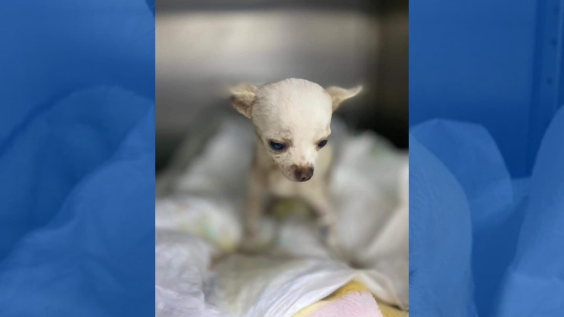 Conoce a Pincky, perrito que por defender su casa fue atacado con trinche