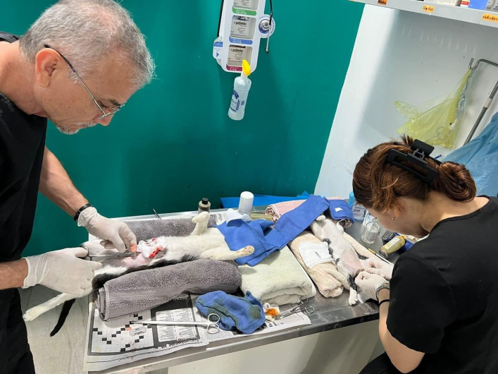 Esteriliza Comusa a miles de perros