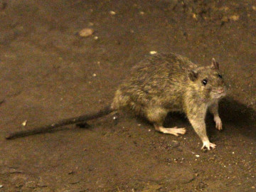 Peste negra no es un riesgo alto: OMS