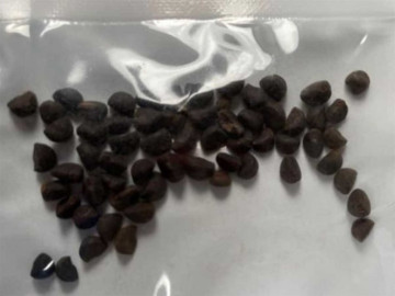 EU alerta ante sospechosos paquetes de semillas chinas