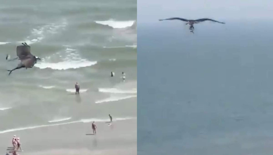 ¡Asombroso! Captan momento en el que águila pescadora atrapa a pequeño tiburón