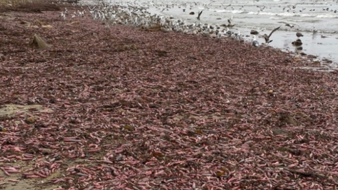 Llegan a California miles de “peces pene”