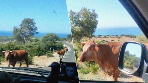 ¡Sorprendente! Vaca indica el camino a viajeros 