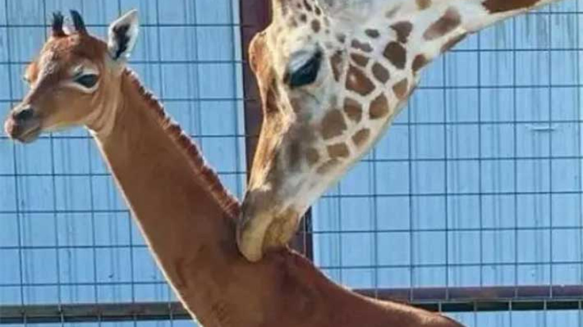  Nace jirafa sin manchas en Estados Unidos; única en el mundo