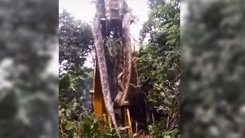 Hallan serpiente gigante de caso 4 metros de largo
