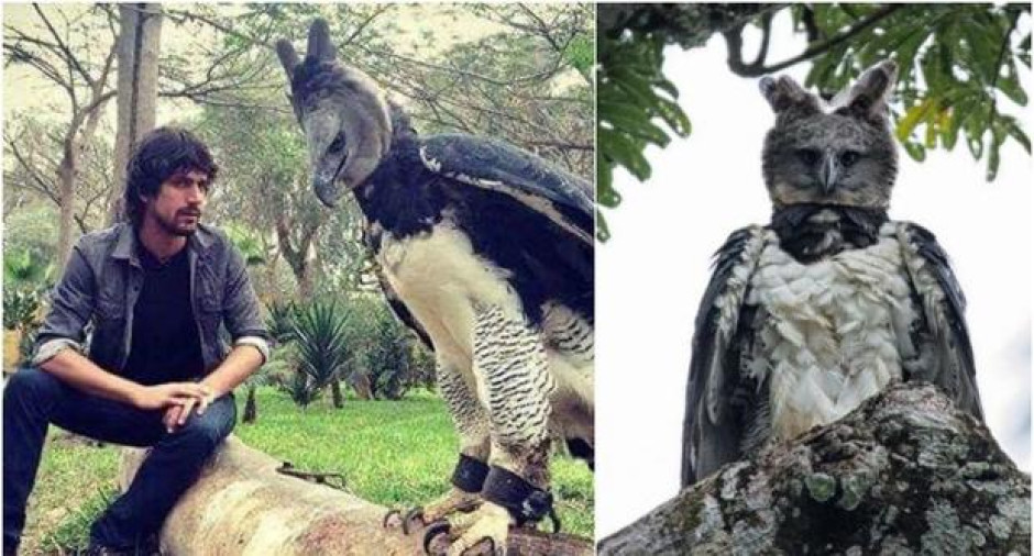 ¿Una persona disfrazada o un ave gigantesca?