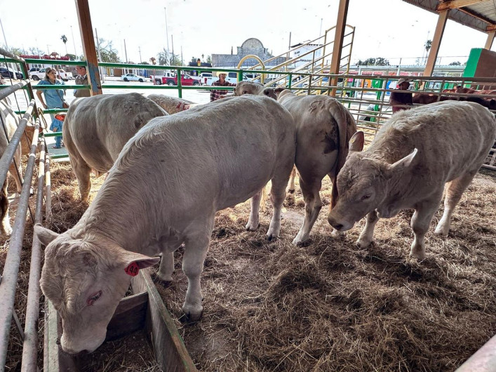 Precios de la carne suben 25% a pesar del cierre de EU para la exportación de ganado 
