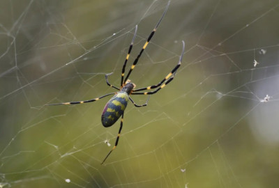 Pronostican llegada de arañas gigantes a EU durante la primavera