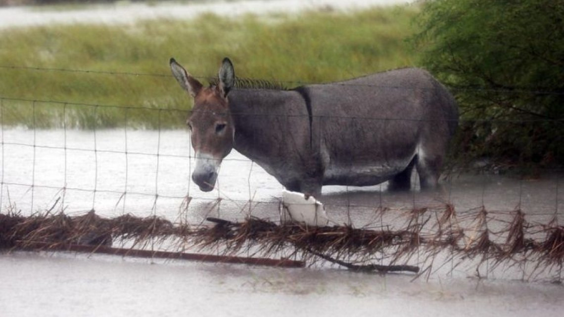 Animales son abandonados a su suerte durante paso de Harvey