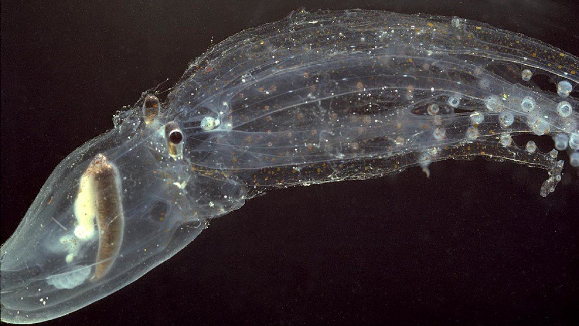 Animales transparentes que parecen fantásticos pero no lo son