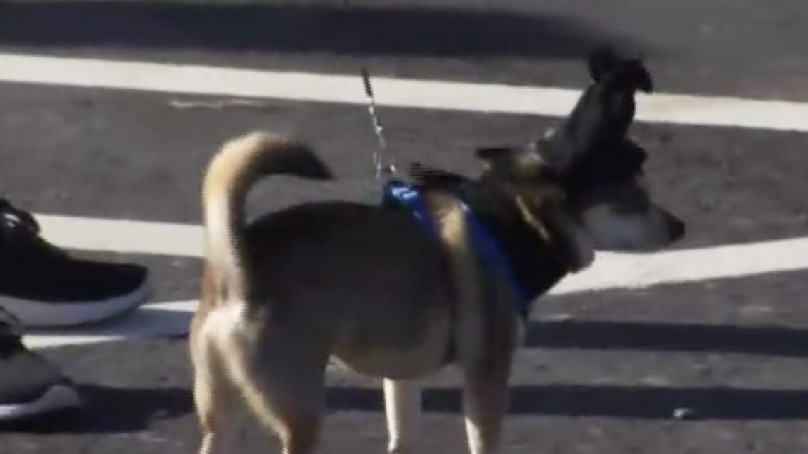 Inauguran parque para perros en Mission