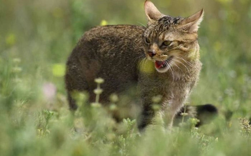 Prevé Australia matar a dos millones de gatos salvajes 