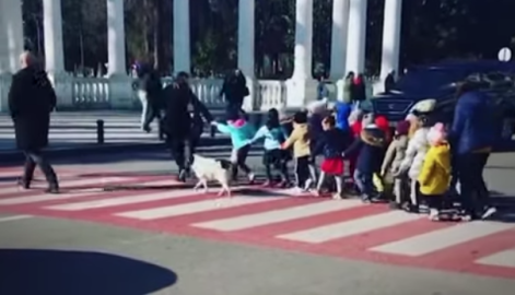  ¡El mejor policía! Perrito detiene el tráfico para que niños crucen la calle