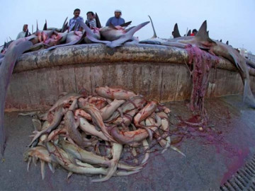 Aparecen tiburones muertos en Golfo Pérsico