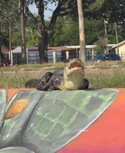 Capturan y reubican cocodrilos en McAllen, Texas