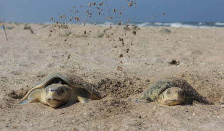 Tamaulipas rompe récord histórico en liberación de crías de tortuga lora