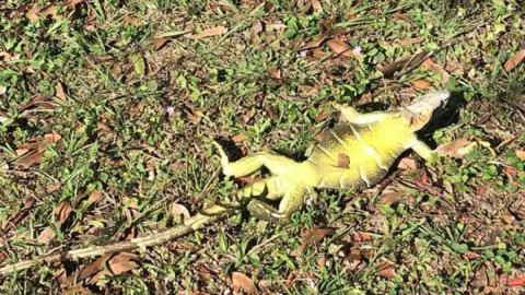 Iguanas mueren petrificadas en Florida por frío