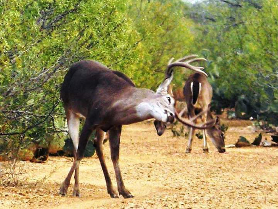 Arranca temporada de cacería 