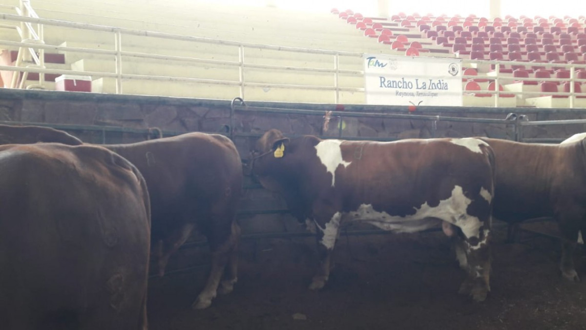 Subsidian 46 toros en Reynosa a través de “Mejoramiento Genético”