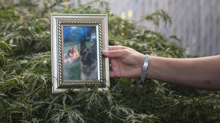 Fallece Buddy, primer perro en Estados Unidos en dar positivo a COVID-19 