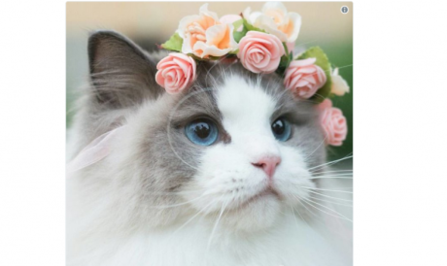 Gatos piden no dar gusto a terroristas