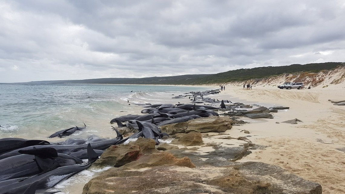 Más de 150 ballenas quedaron varadas en Australia