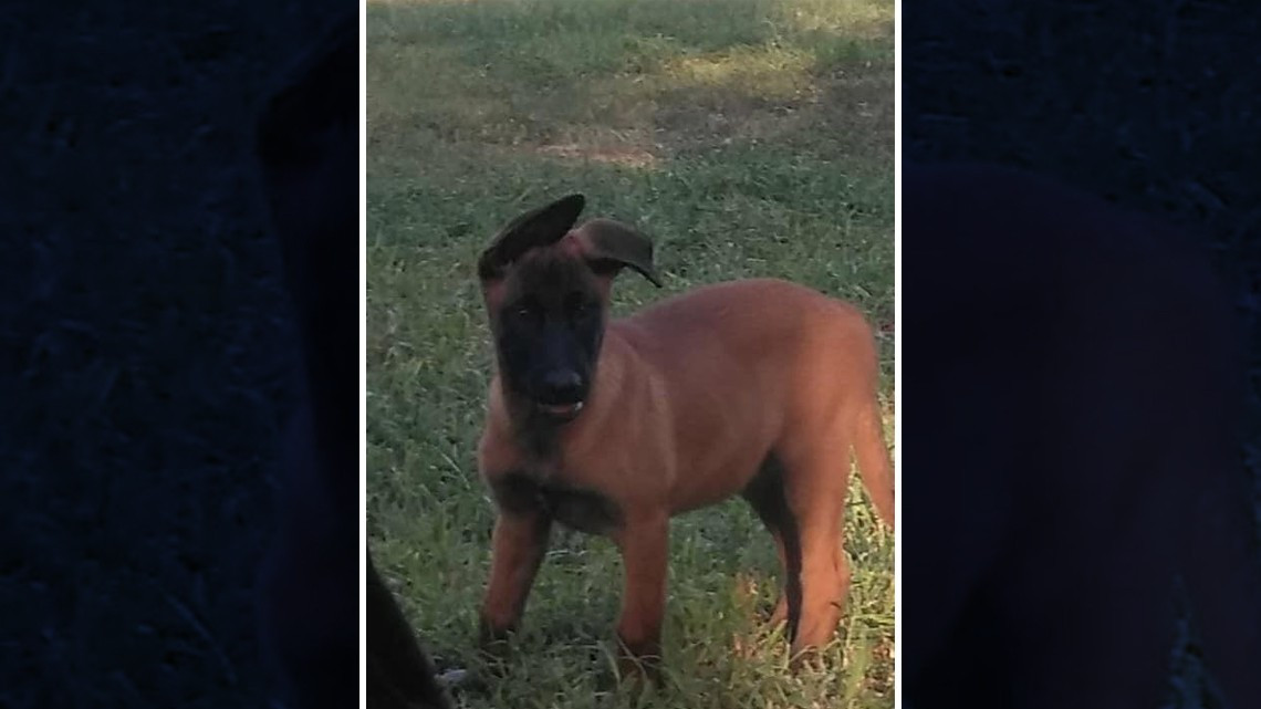 Se integrará “Yankee” al departamento de bomberos