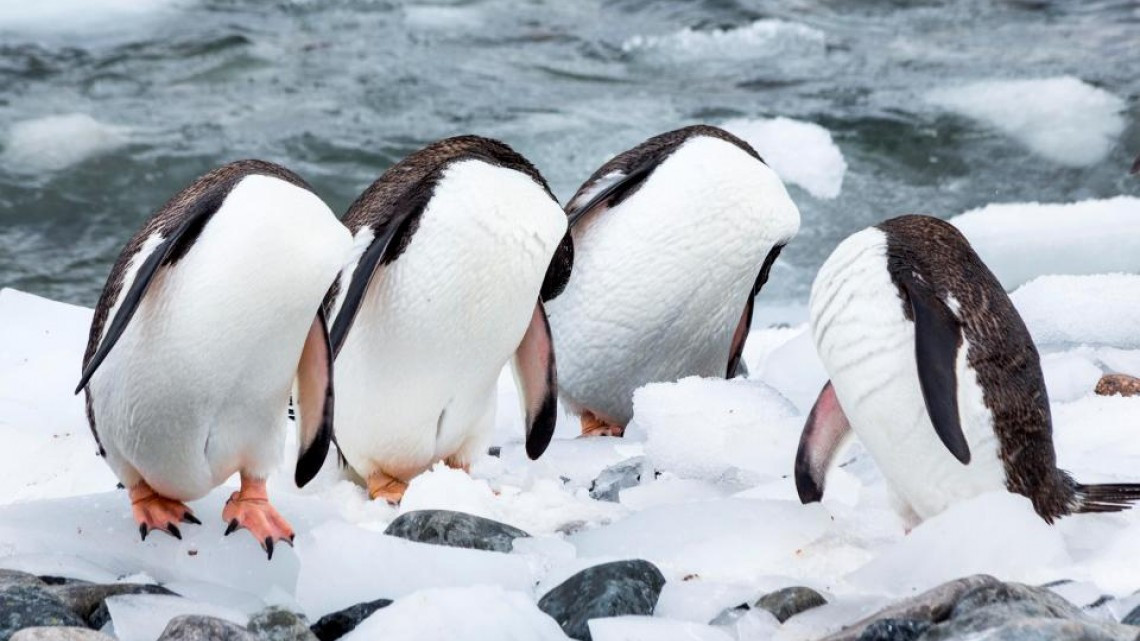 Animales como nunca los habías visto 