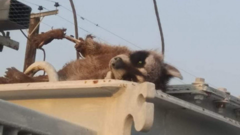 Ocasiona mapache un corto circuito en COMAPA