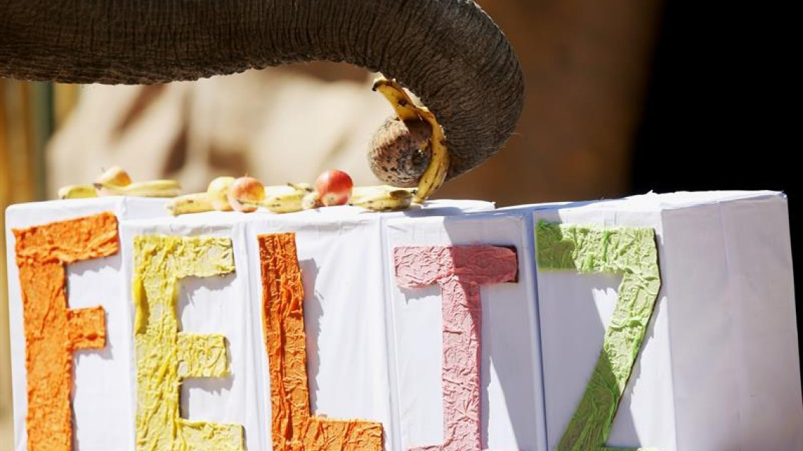 Elefanta festeja sus 57 años con pastel de 105 kg