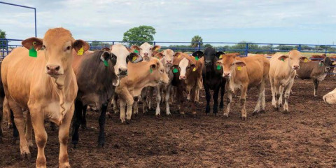 México y EU alcanzan primer acuerdo para reabrir frontera al ganado mexicano; plantean fechas para reabrir puntos fronterizos con EU