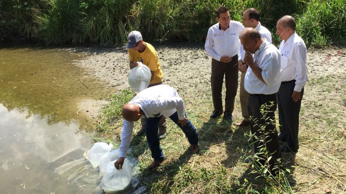Siembran en lago de la facultad de derecho 800 crías de tilapia
