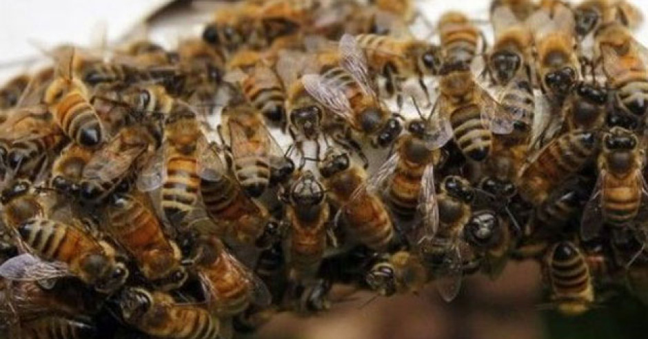 Estudiantes son atacados por abejas africanas 