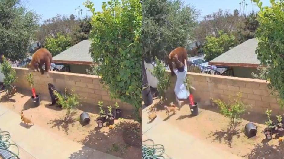 Mujer empuja y se enfrenta a osa para salvar a sus perritos