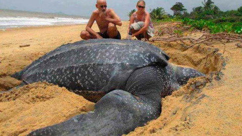 Hallan tortuga de más de dos metros de longitud en Barcelona 
