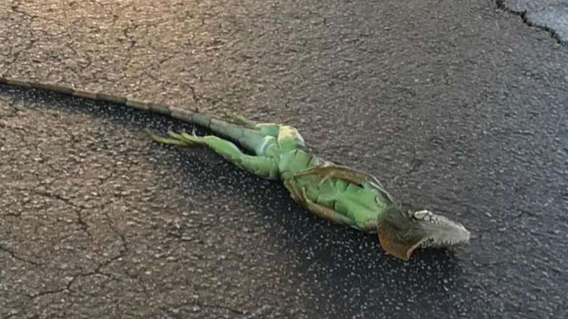 Iguanas mueren petrificadas en Florida por frío