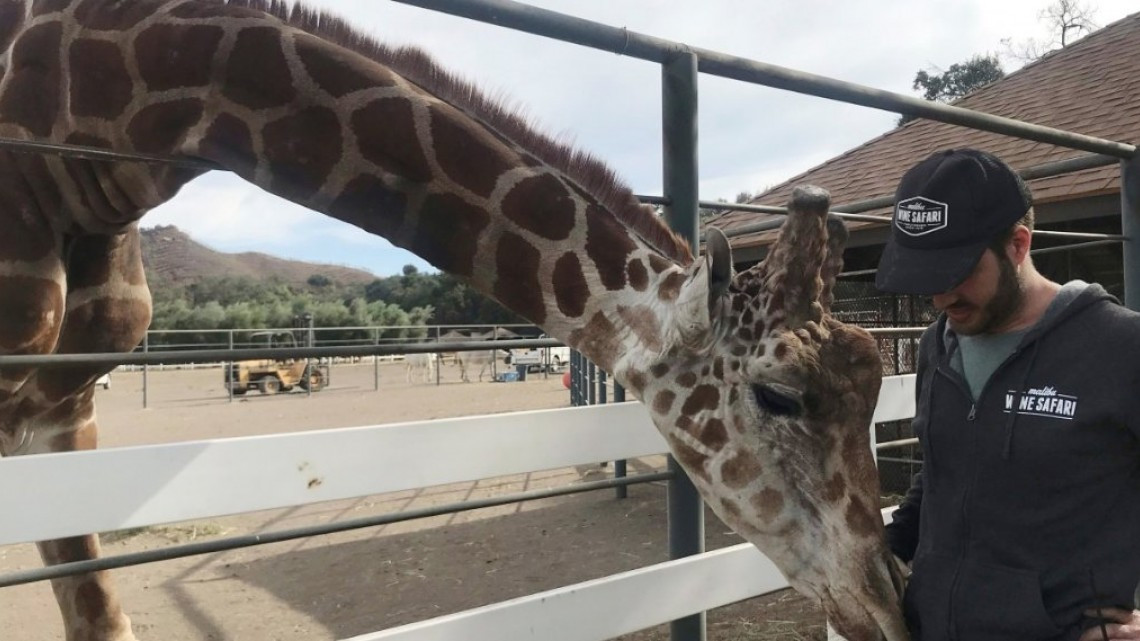 Las otras víctimas de los incendios en California