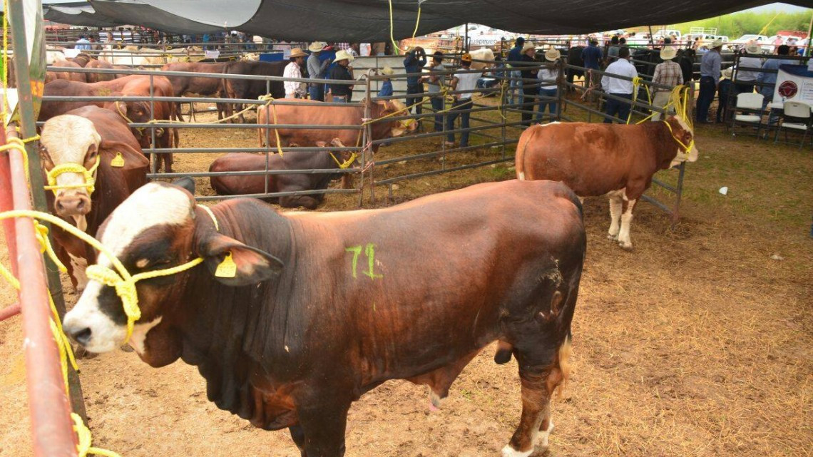 Ganaderos fortalecen su hato con subasta y mejoramiento genético