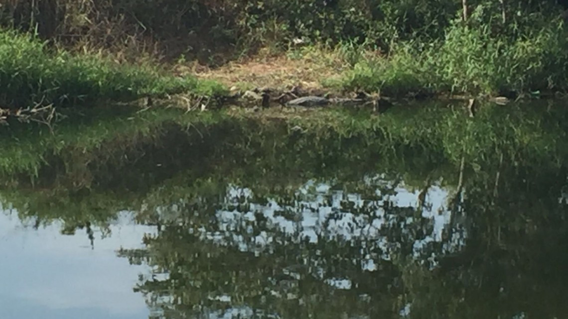 En Miramapolis temen ataque de cocodrilo