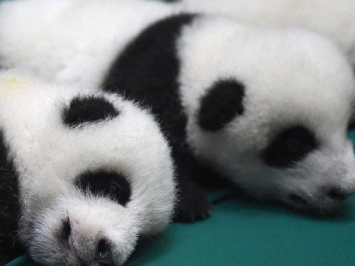 China anuncio nacimiento de pandas gemelos