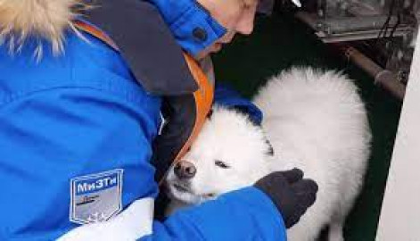 Marineros rusos rescatan a perrita perdida en el Ártico