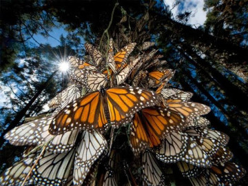 Mariposa Monarca migratoria pasa a peligro de extinción