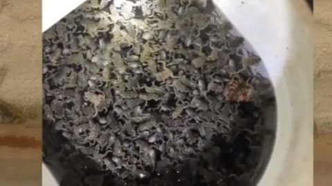 Alerta en Florida por presencia de sapos venenosos